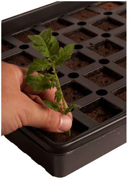 Hydrofarm® JSAR50 Accelaroot 50 Cell Seeding Tray with Insert & Starter Plugs