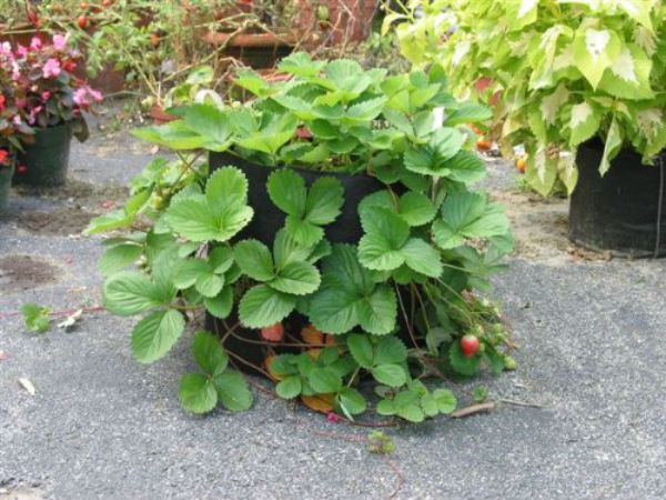 Smart Pot® 10001 Small Soft-Sided Fabric Aeration Container, Black, 1-Gallon