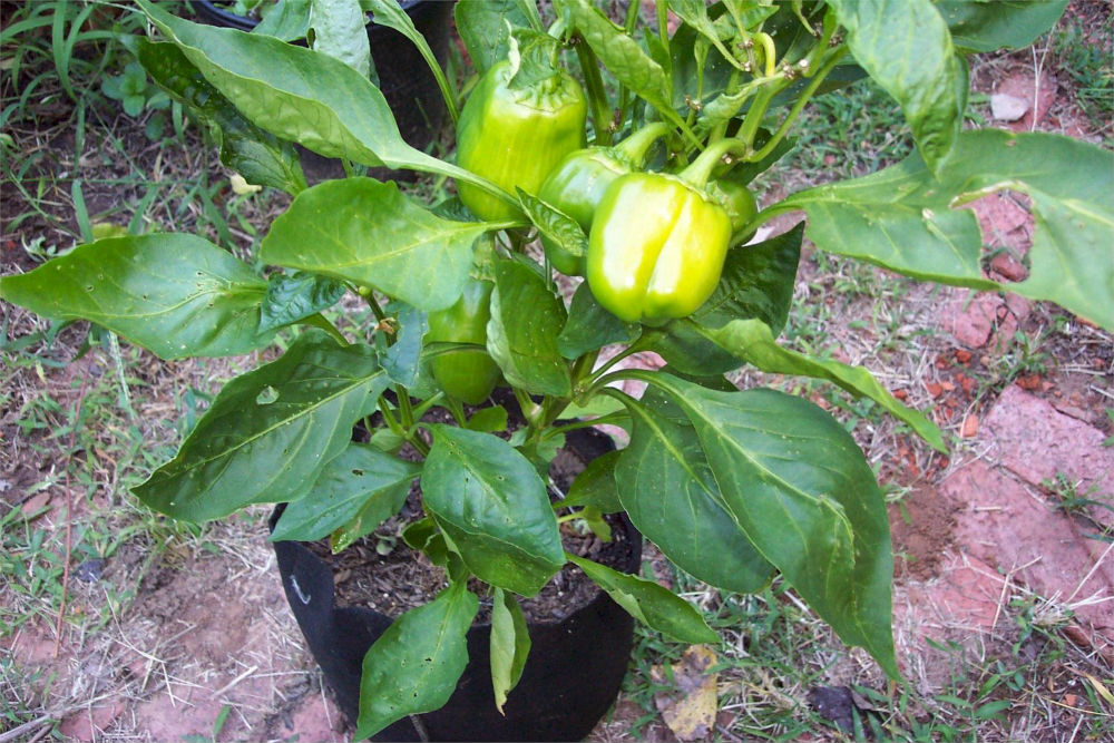 Smart Pot® 10002 Small Soft-Sided Fabric Aeration Container, Black, 2-Gallon