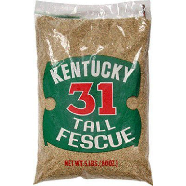 Barenbrug 16205 Kentucky-31 Tall Fescue Grass Seed, 5 Lbs