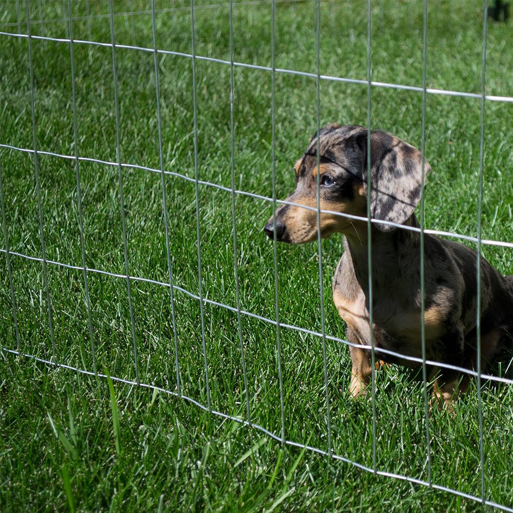 YardGard 308312B Galvanized Welded Wire Fence, 14-Gauge, 4"x2" Mesh, 48"x100'