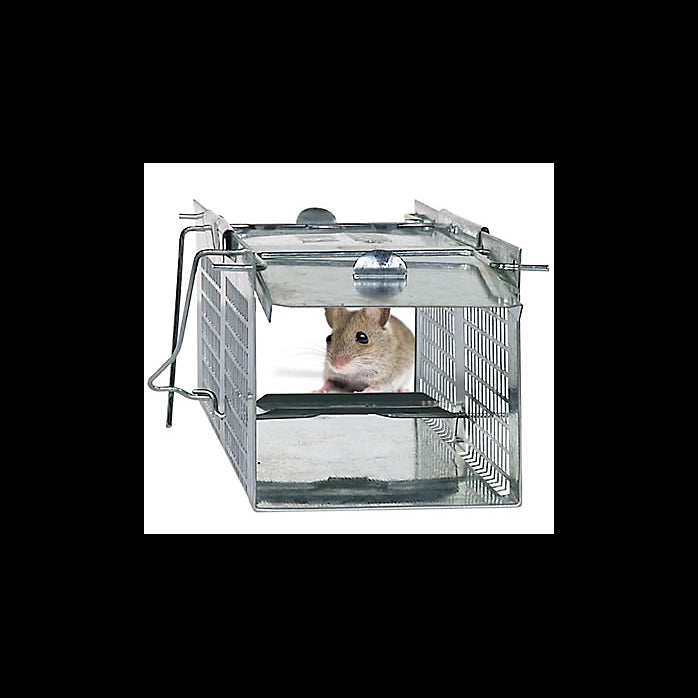 Havahart 1020 Mouse Trap In Action With Pet & Wild Mice. Live Catch Cage  Trap. 