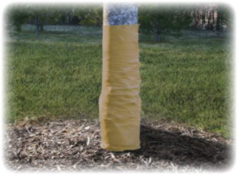 Dalen® RAP-15 Gardeneer™ Protective Tree Wrap, 3" x 50'