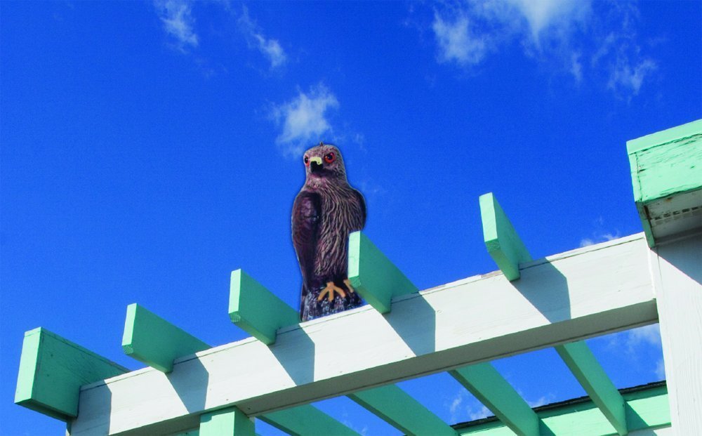 Bird-B-Gone® MMRTH1 Plastic Life Like Red Hawk Decoy Bird Repellent