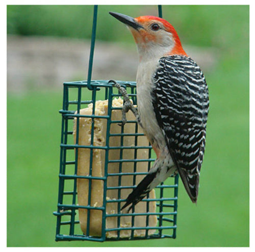 Audubon™ NASUET1 Single Suet Cage Bird Feeder, 1 Suet Cake Capacity