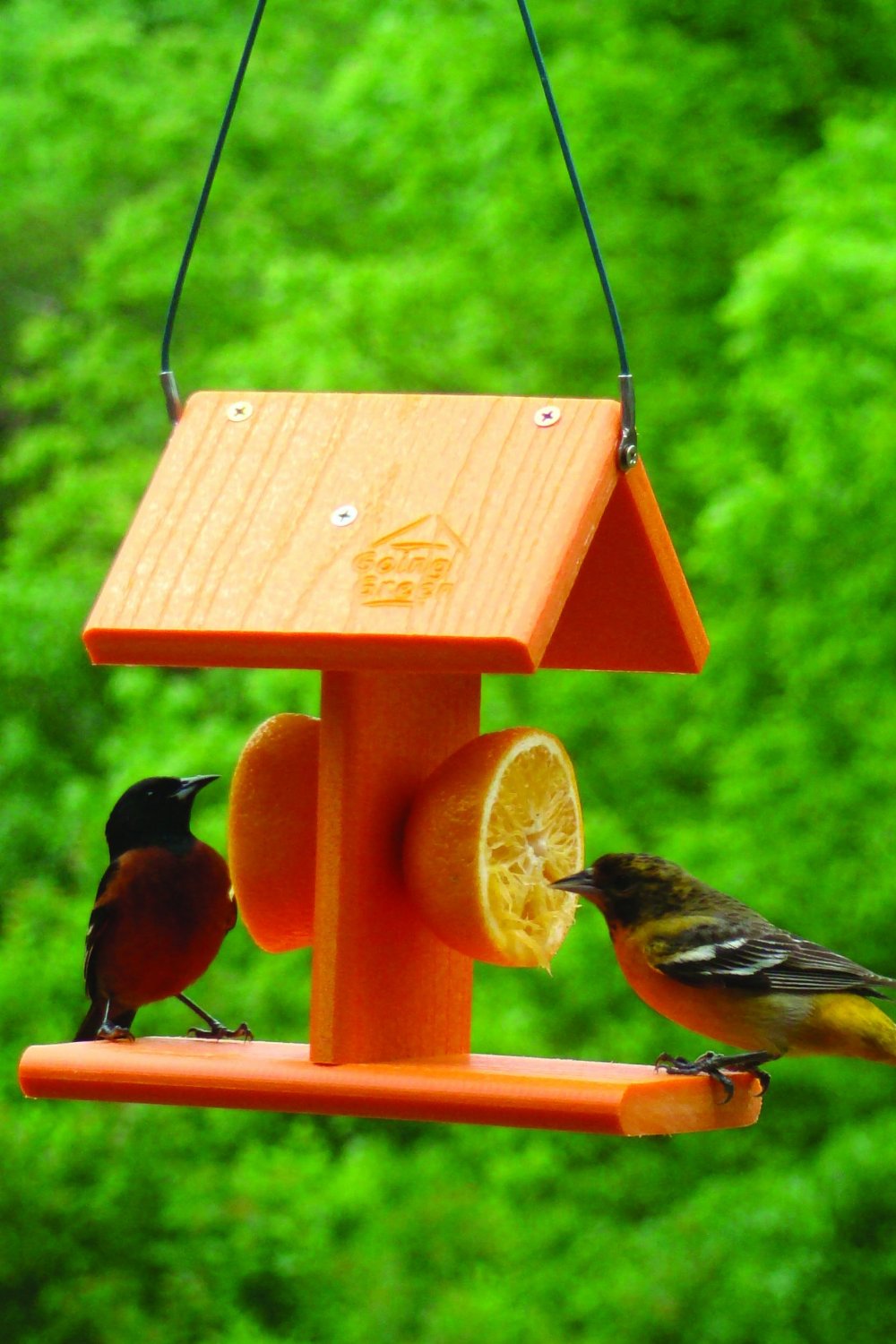 Audubon NAGGO2 Going Green Recycled Oriole Bird Feeder, 2 Orange Halves Capacity
