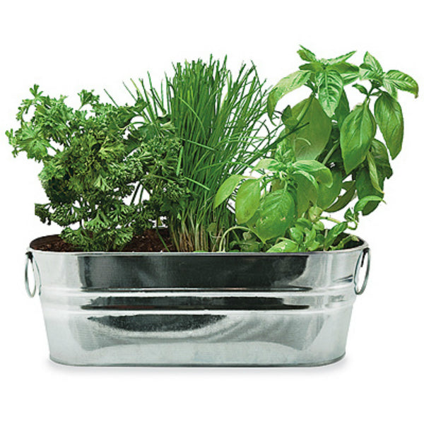 Buzzy® 94330 Kitchen Herb Windowsill Grow Kit