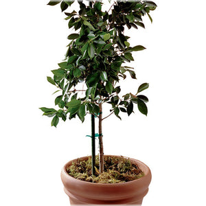 Panacea™ 89787 Green Plastic Coated Sturdy Metal Plant Stake, 5' (11 mm)