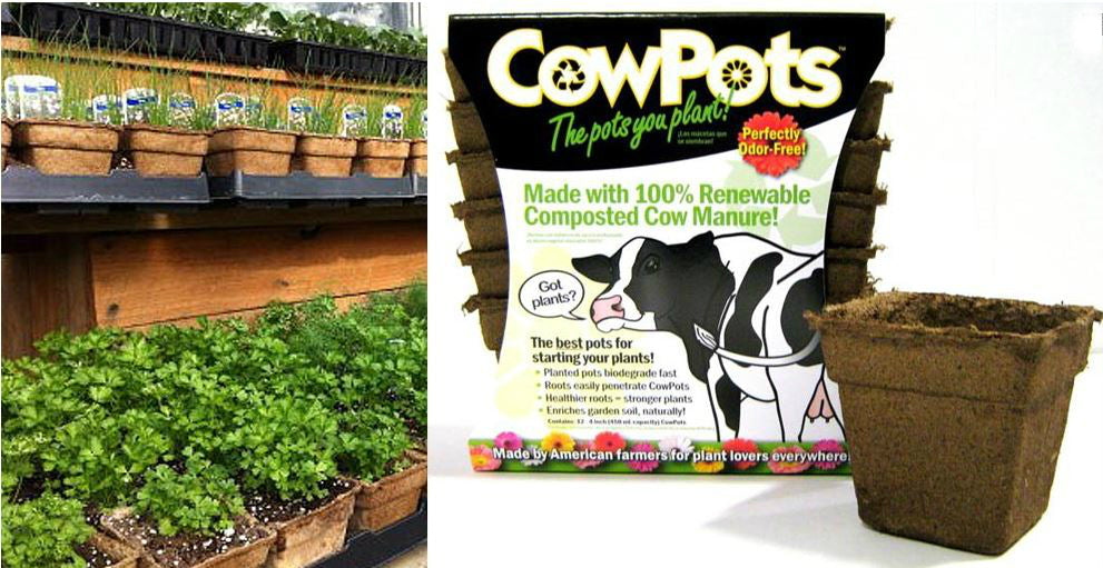 CowPots™ CP-4-SQ-12PK-12PKS Biodegradable Plant Pots, Square, 4", 12-Pack
