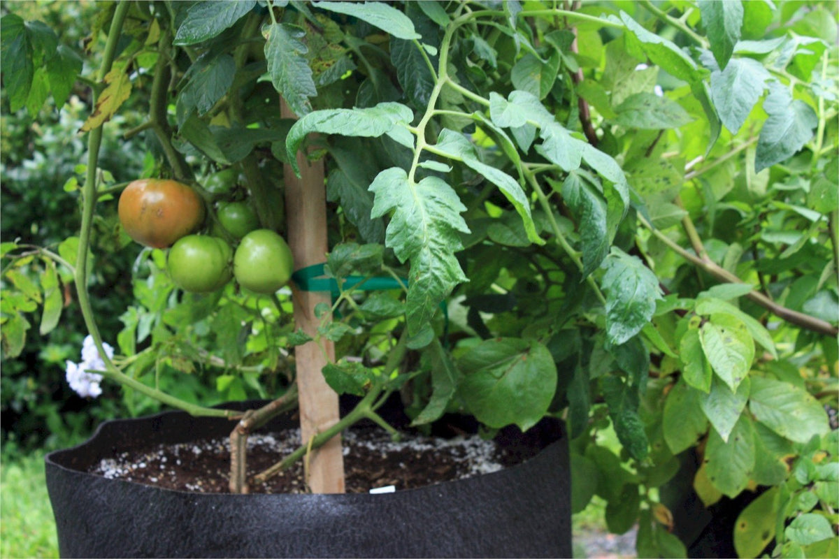 Smart Pot® 11020RT Tomato & Melon Grower Container, Black, #20, 20-Gallon