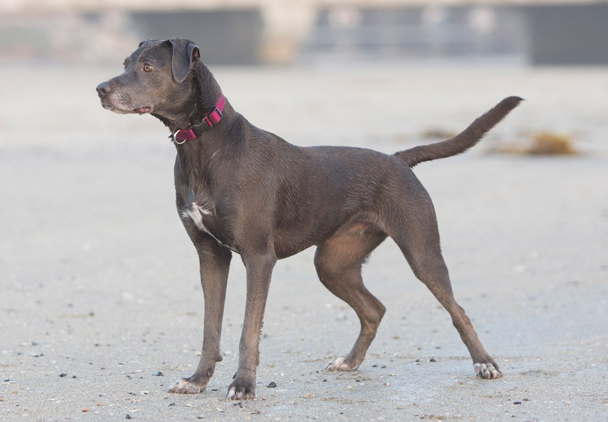 Lupine 36953 ECO Adjustable Collar for Large Dogs, Berry Pattern, 1" x 16-28"