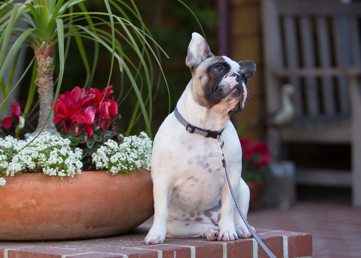 Lupine 36539 ECO Padded Handle Small Dog Leash, Granite Pattern, 1/2" x 6'