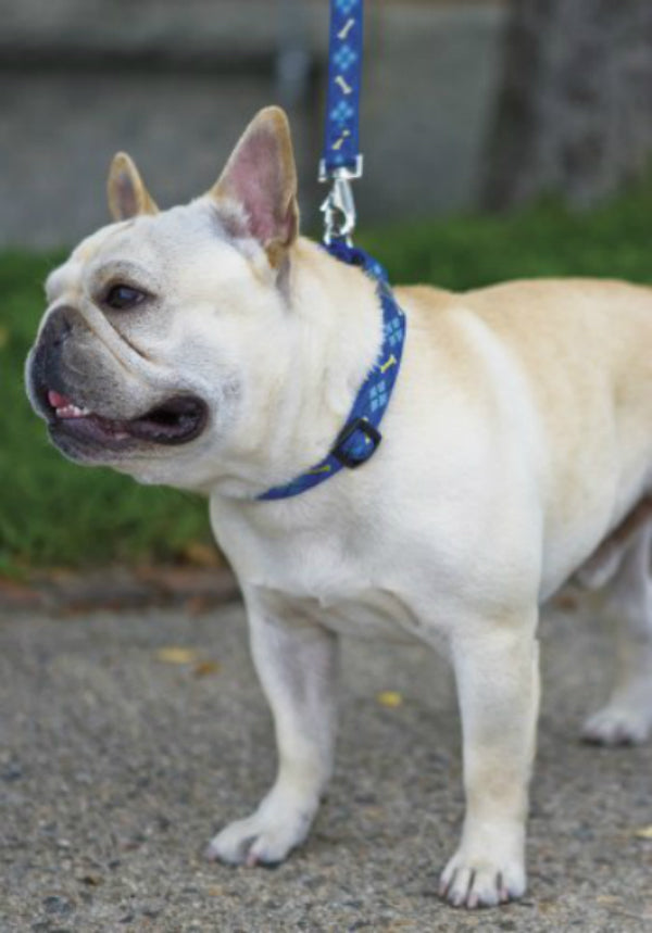 Lupine 41802 Adjustable Collar for Medium Dogs, Dapper Dog, 3/4"x13"-22"