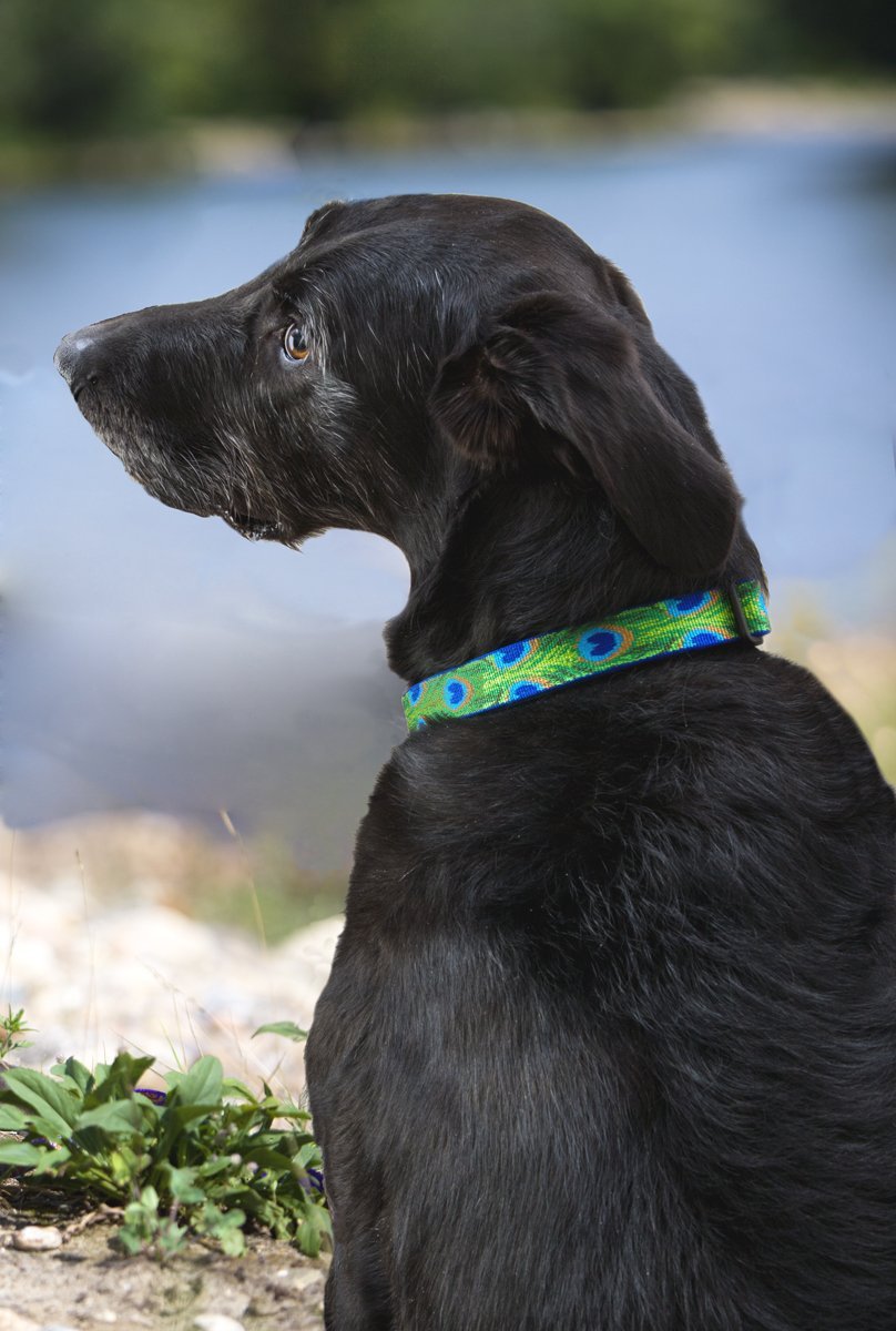 Lupine 32652 Originals Adjustable Collar for Medium Dogs, Tail Feathers, 1"x12-20"