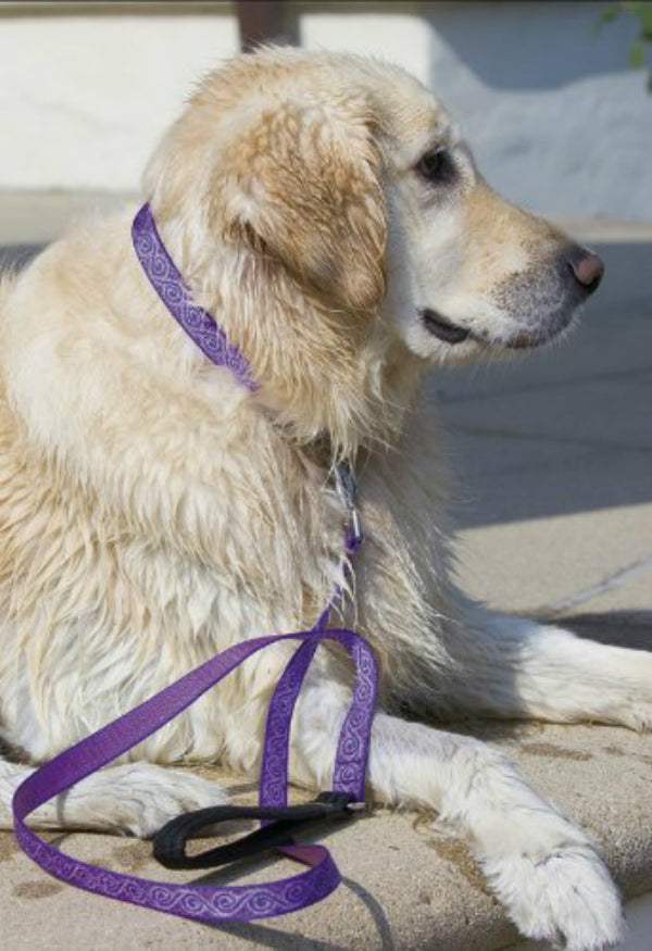 Lupine 96901 Originals Adjustable Collar for Small Dogs, Jelly Roll, 3/4"x9-14"