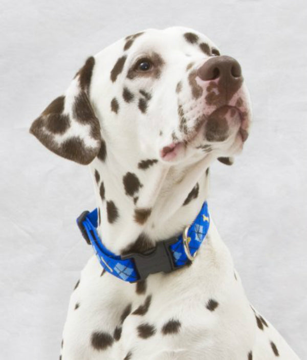 Lupine 41852 Originals Adjustable Collar for Medium Dogs, Dapper Dog, 1"x12-20"