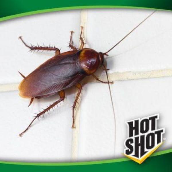 Hot Shot HG-2030W MaxAttrax® Roach Bait, 12-Count
