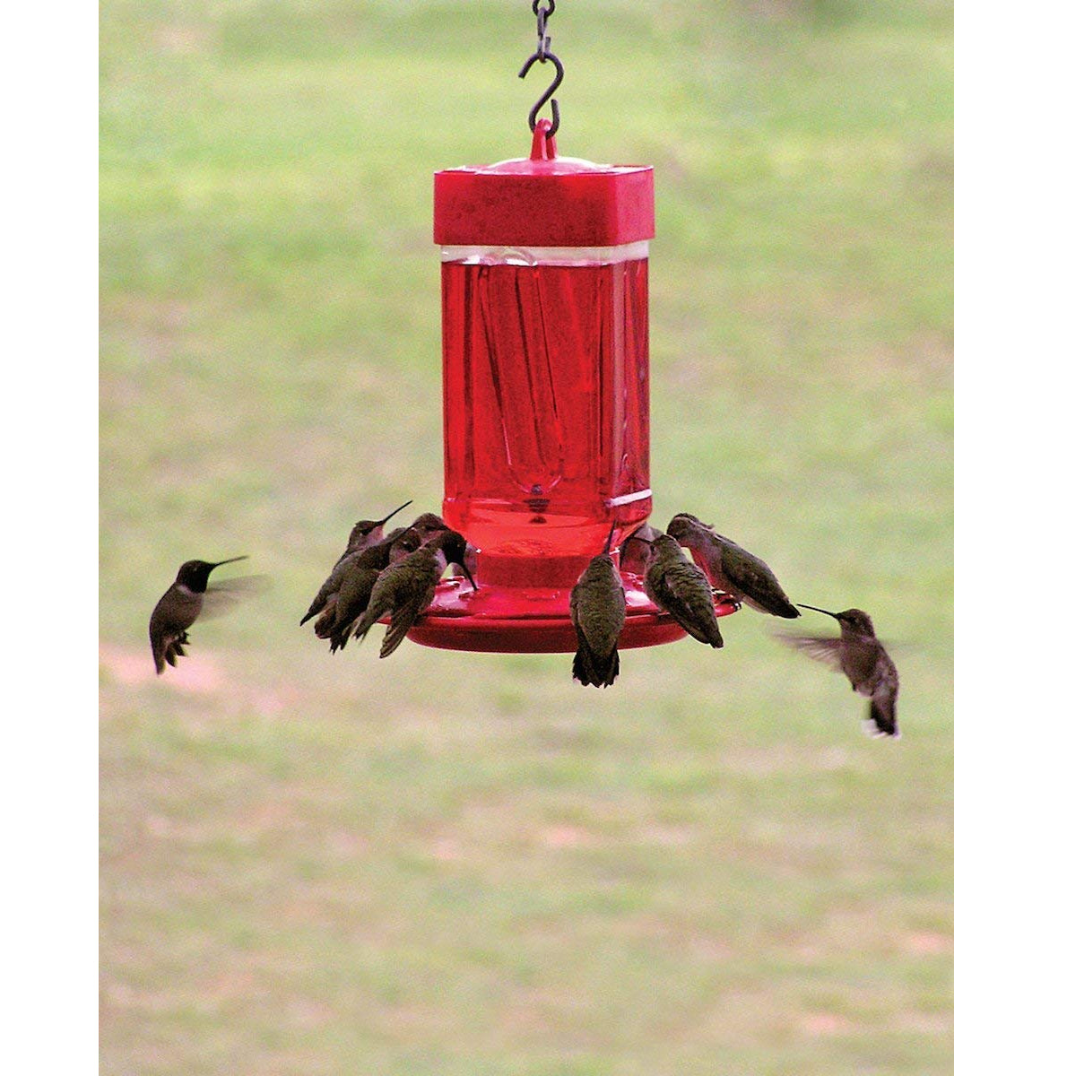 First Nature 993055-546 Hummingbird Feeder, 32 Oz
