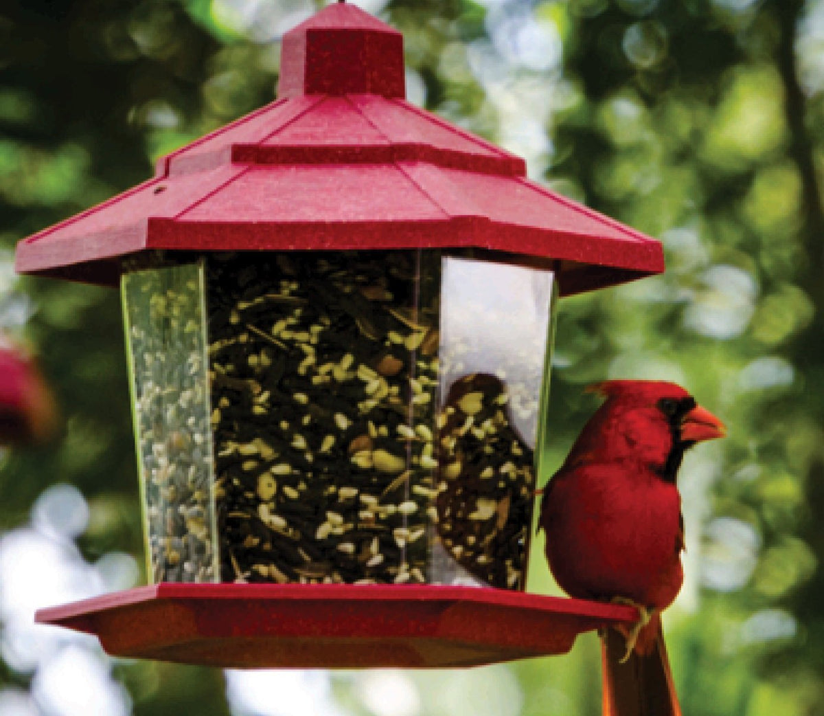 Audubon Park 12556 Cardinal Blend Wild Bird Food, 20 Lbs