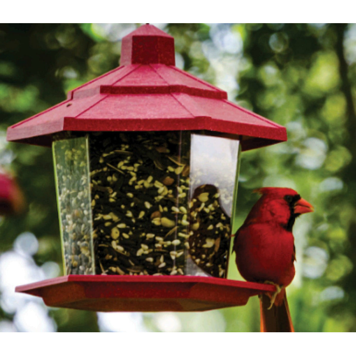 Audubon Park 12231 Cardinal Blend Wild Bird Food, 4 Lbs