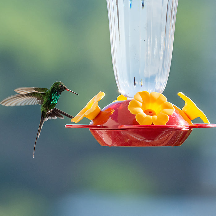 Perky-Pet 136TF Yellow Flower Top-Fill Plastic Hummingbird Feeder, 16 Oz