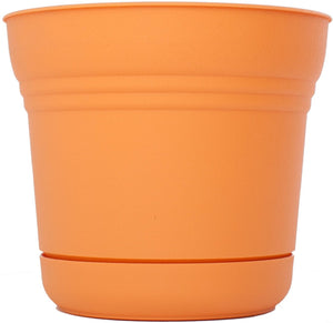 Bloem SP0520 Saturn Planter, 5", Tequila Sunrise