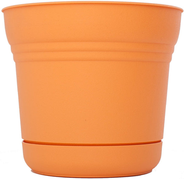 Bloem SP0520 Saturn Planter, 5", Tequila Sunrise