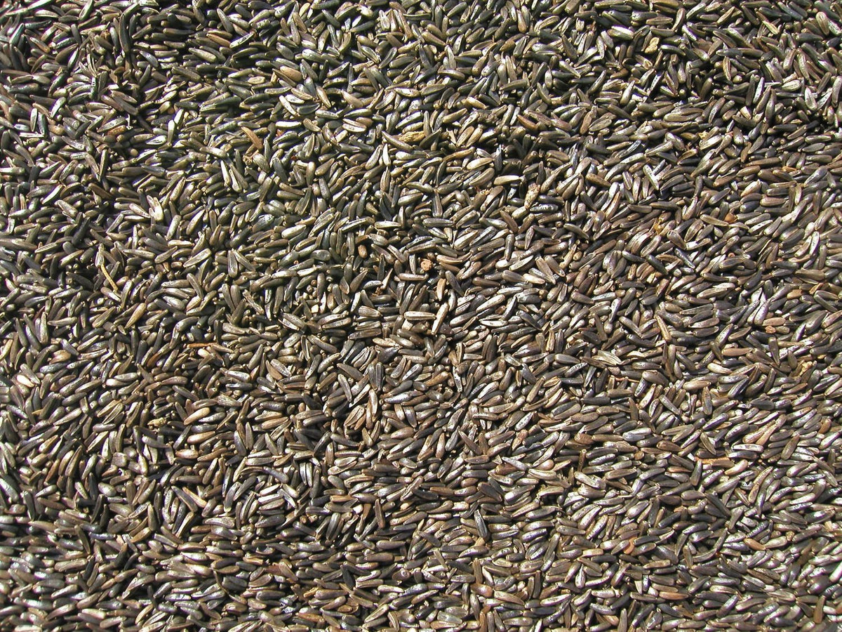 Cole's NI05 Finch Niger Seed Wild Bird Food, 5 lb